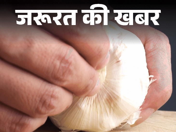 जरूरत की खबर- काला लहसुन है सेहत का खजाना:ज्यादा एंटीऑक्सिडेंट, पचने में आसान, जानें हेल्थ बेनिफिट्स, किन्हें नहीं खाना चाहिए