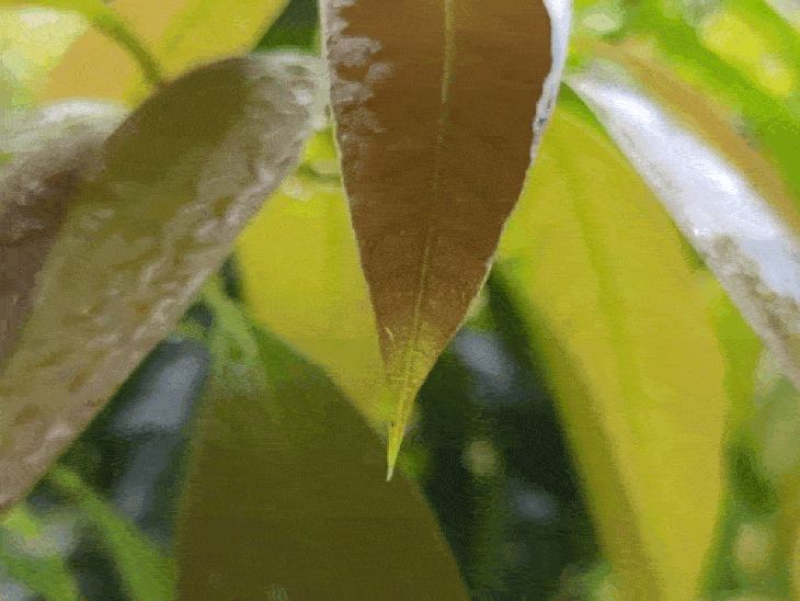 पठानकोट में बारिश से लीची-आम की फसल को नुकसान:2100 हेक्टेयर में होती है खेती, आंधी-तूफान की चेतावनी से बागबान परेशान