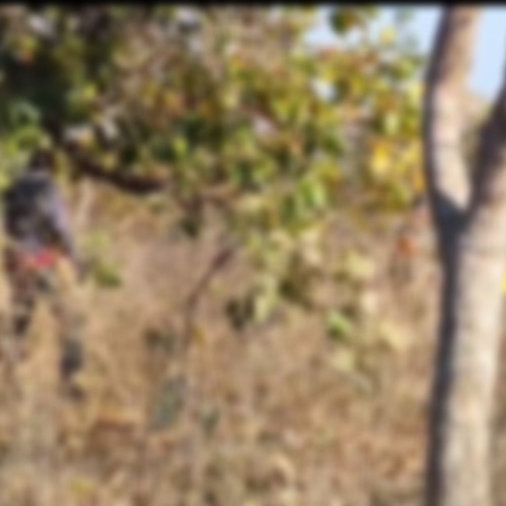 मोटवा जंगल में पेड़ से लटका मिला अधेड़ का शव:3-4 दिन पुराना होने की आशंका