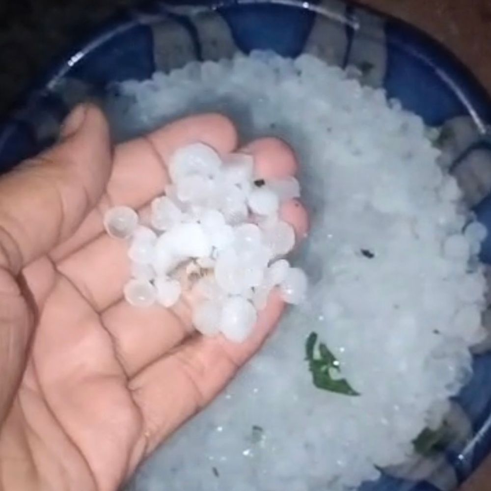 कटनी में बेमौसम बारिश, ओलावृष्टि से फसलें बर्बाद:बाकल के पटीराजा में गेहूं, चना, मसूर को भारी नुकसान