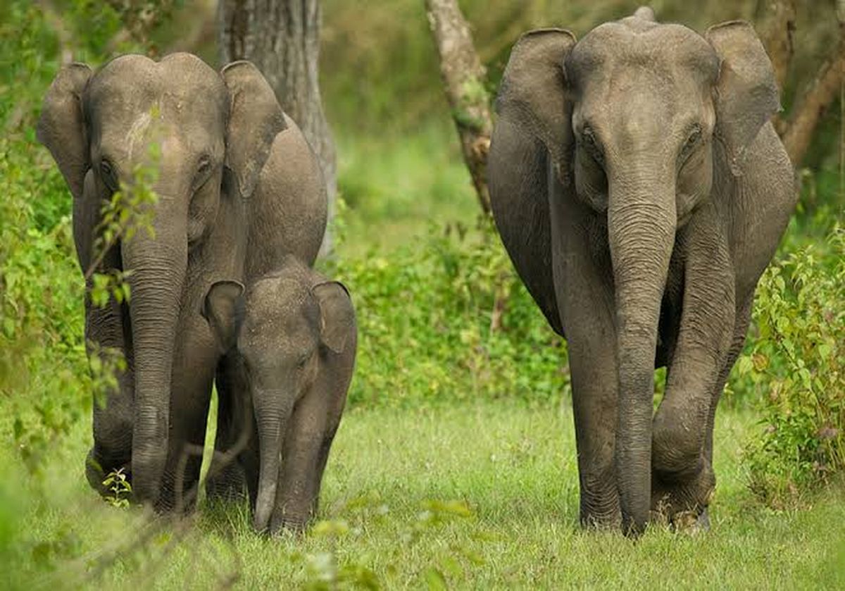 हाथियों के मार्ग में बाधा बना बेंगलूरु-मैसूरु एक्सप्रेसवे