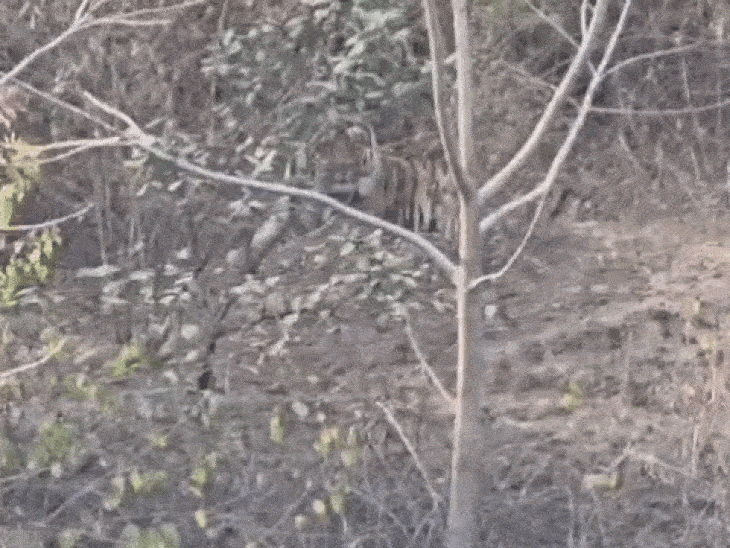 पाली के मंगठार जंगल में सड़क किनारे दिखा बाघ:वन विभाग ने निगरानी के लिए टीम को तैनात किया; बाघ गणना भी जारी