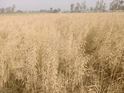 रेवाड़ी में सरसों के खेत में शव मिलने से हड़कंप:जानवरों ने नोचा, कपड़ों से हुई पहचान, 24 फरवरी को निकला था खेत के लिए