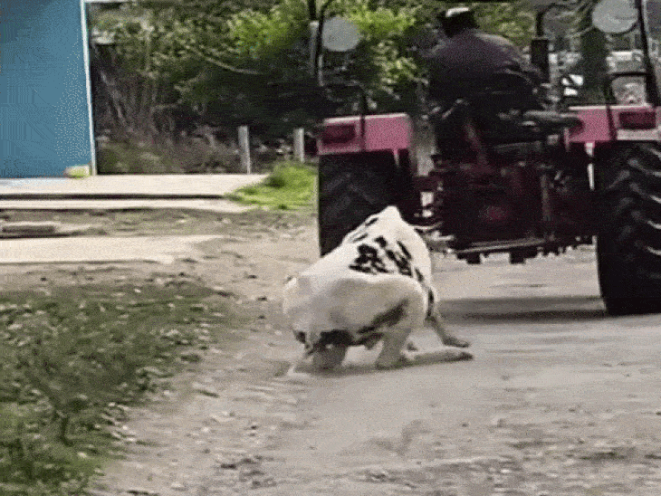 पठानकोट में गौवंश से क्रूरता, VIDEO वायरल:बछड़े को ट्रैक्टर से बांध घसीटा, हिंदू संगठनों ने की कार्रवाई की मांग, पुलिस को देंगे शिकायत