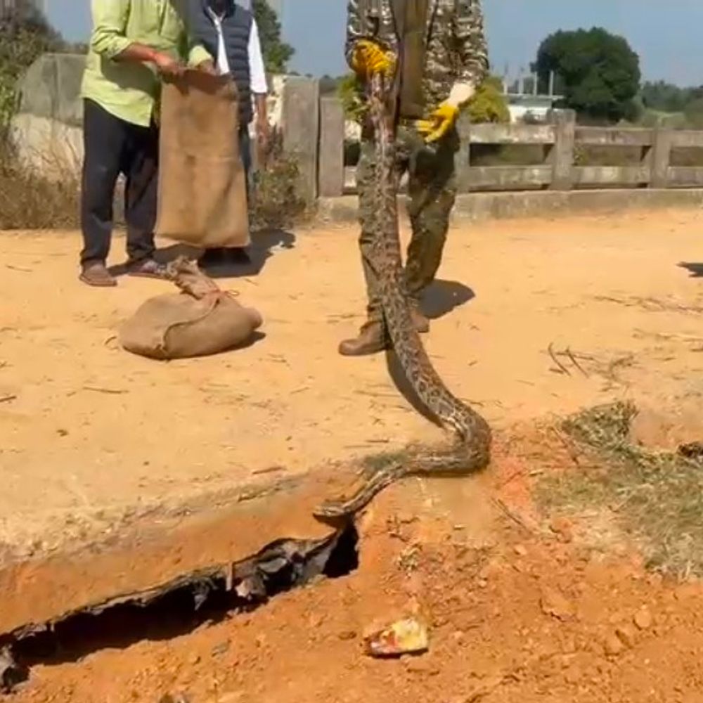 सीधी में 7 फीट अजगर घर में घुसा:वन विभाग ने रेस्क्यू कर जंगल में छोड़ा, लोगों से सतर्क रहने की अपील