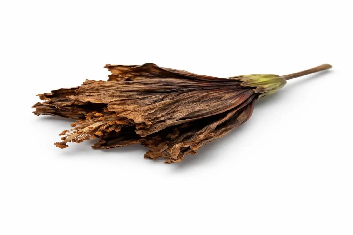 सूखा फूल बना जानलेवा : मैसूरु में मासूम की मौत