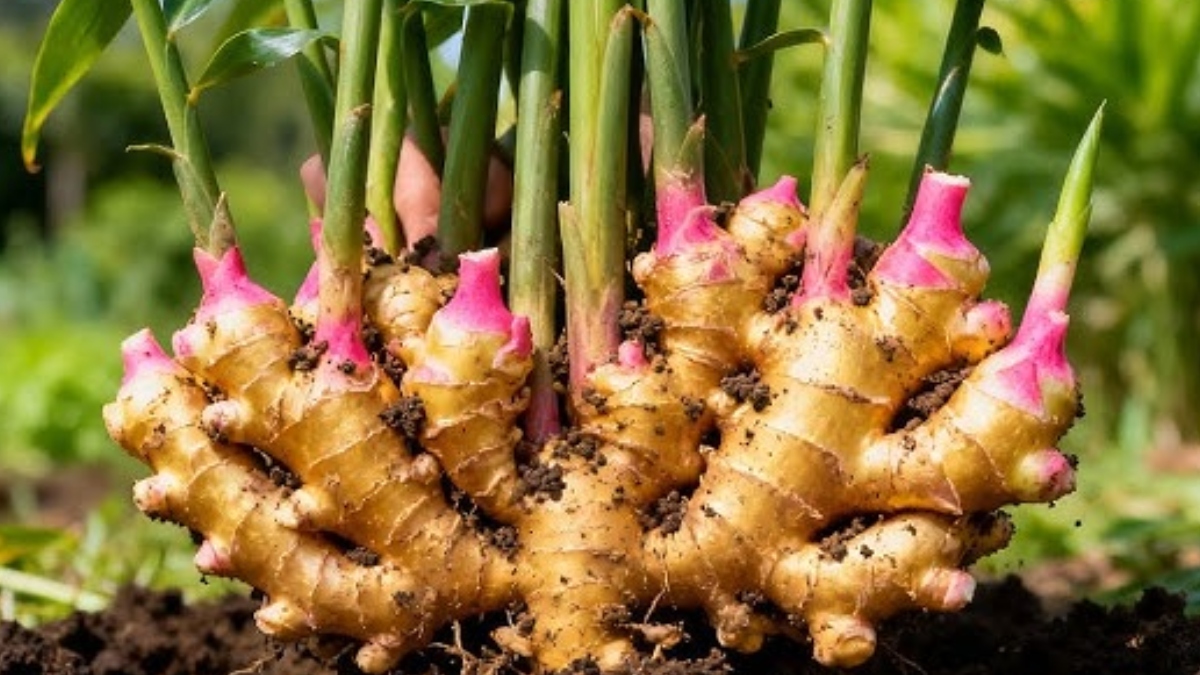 घर में अदरक कैसे उगाएं, बेहद आसान है प्रोसेस, पौधे की देखभाल करने का सही तरीका क्या है?