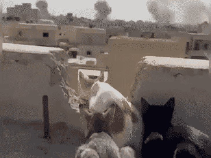 ईरान जंग- लोग पालतू कुत्ते-बिल्ली को छोड़कर भागे:बिना खाना-पानी दिए खंभे से बांधा, नोट लिखा- सॉरी देश छोड़ रहा हूं; 20 PHOTOS