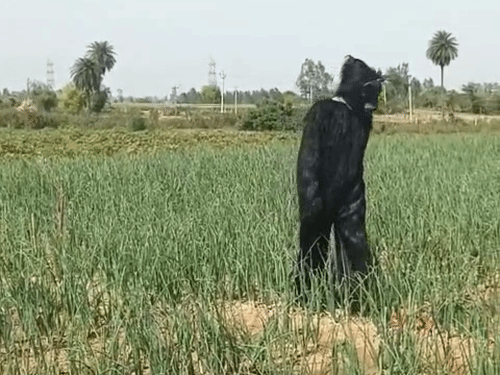 संभल में किसान भालू की वर्दी पहनकर कर रहे रखवाली:बंदरों से फसल बचाने के लिए मुखौटा और वर्दी पहनकर खेतों में दे रहे पहरा