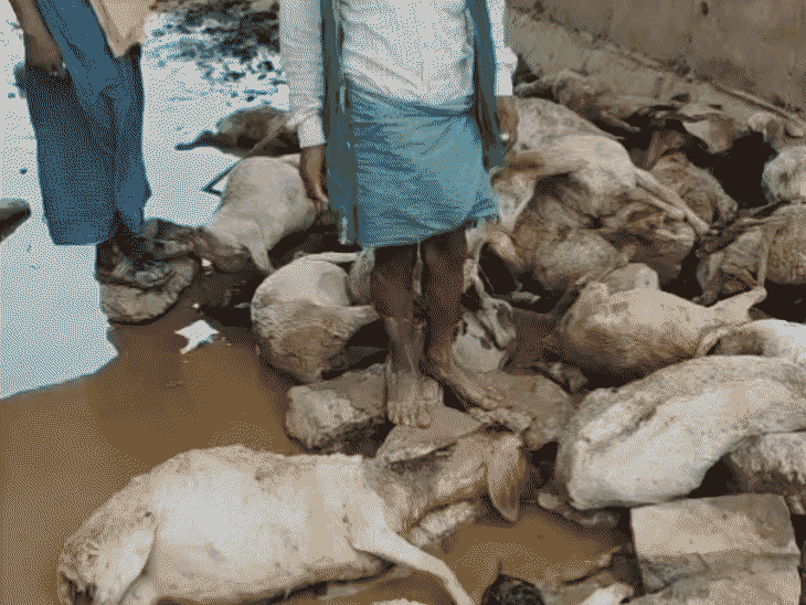 बख्तियारपुर में आंधी-बारिश से 50 भेड़ों की मौत:पीड़ि ने सरकार से मांगी सहायता, थाने में दिया आवेदन