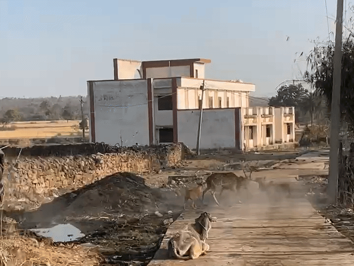 गांव में घुसे हिरण पर कुत्तों का हमला:ग्रामीणों ने बचाई जान, वन विभाग सूचना मिलने के 2 घंटे बाद पहुंचा