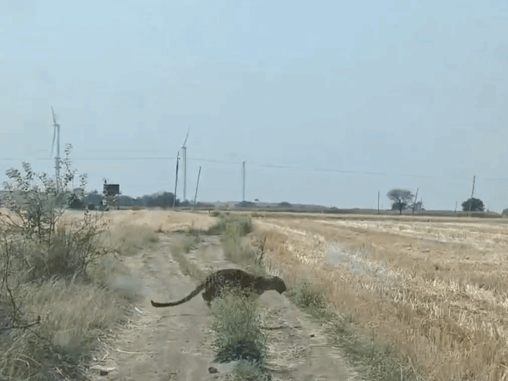 खेत में दौड़ लगाते दिखा तेंदुआ:धार में वन विभाग और पुलिस टीम पर किया हमला, एक पुलिसकर्मी घायल, किसानों में दहशत