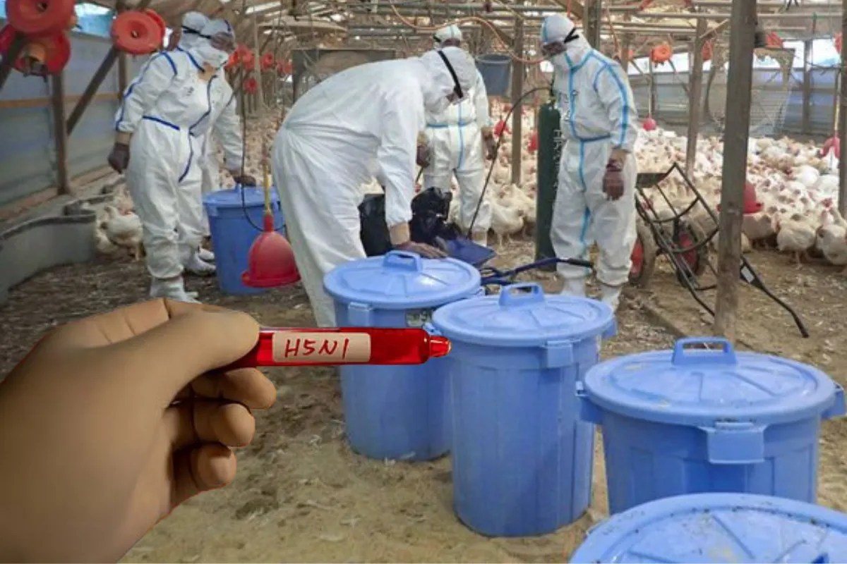 बर्ड फ्लू फैलने से इस देश में दहशत; पोल्ट्री फार्म की सभी मुर्गियों को किया जाएगा दफन… WHO ने दी चेतावनी