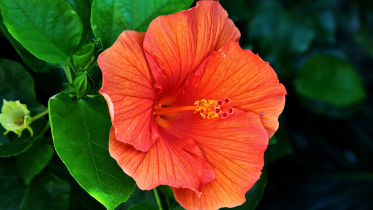 कैसे बनाएं गुड़हल के फूल का फेस पैक? लगाने से निखर जाएगी त्वचा, मिलेंगे जबरदस्त स्किन बेनिफिट्स