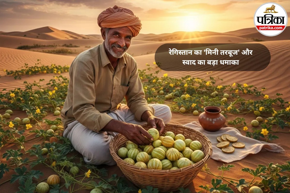 Rajasthan Ki Kachri: रेगिस्तान का ‘सीक्रेट फल’, जो मीट को बना दे मक्खन, क्या आपने कभी चखा है ये