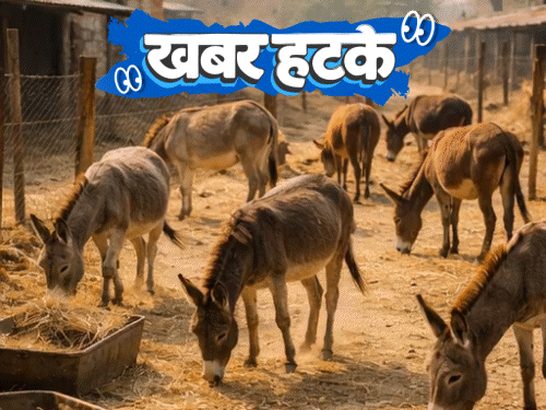 खबर हटके- गधे पालने पर ₹50 लाख देगी सरकार:पत्नी ने घड़ी से पति का अफेयर पकड़ा; पिज्जा लेने निकली महिला करोड़पति बनी