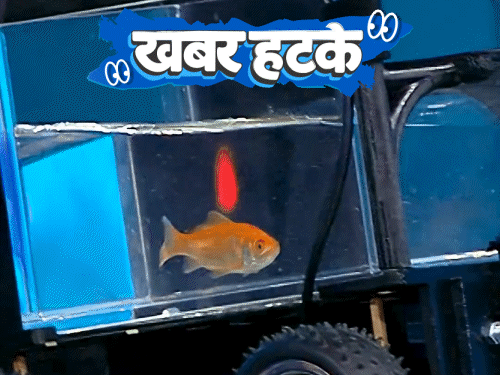 खबर हटके- मछली ने गाड़ी चलाकर बनाया वर्ल्ड रिकॉर्ड:₹15 लाख दहेज के लिए फर्जी IAS बना शख्स; चूहों को बर्फ में जमाकर फिर जिंदा किया
