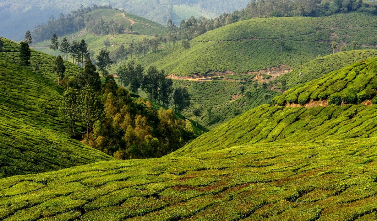 Kerala Profile: जब Vasco da Gama ने बदला इतिहास, मसालों से सियासत तक की पूरी कहानी