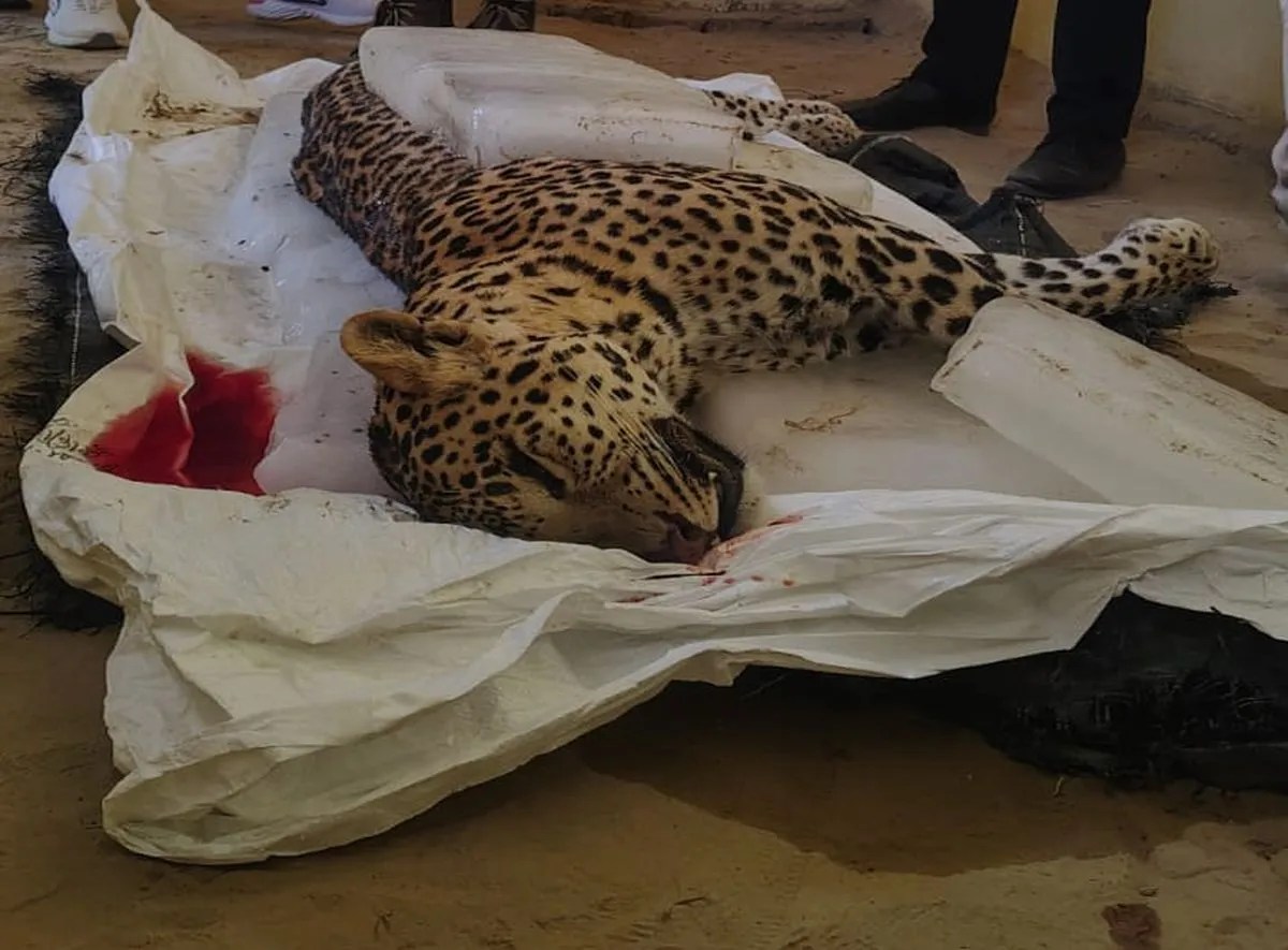 बॉर्डर तक तेंदुए का ‘पगफेरा’: भटका रास्ता या पर्यावरणीय असंतुलन का संकेत