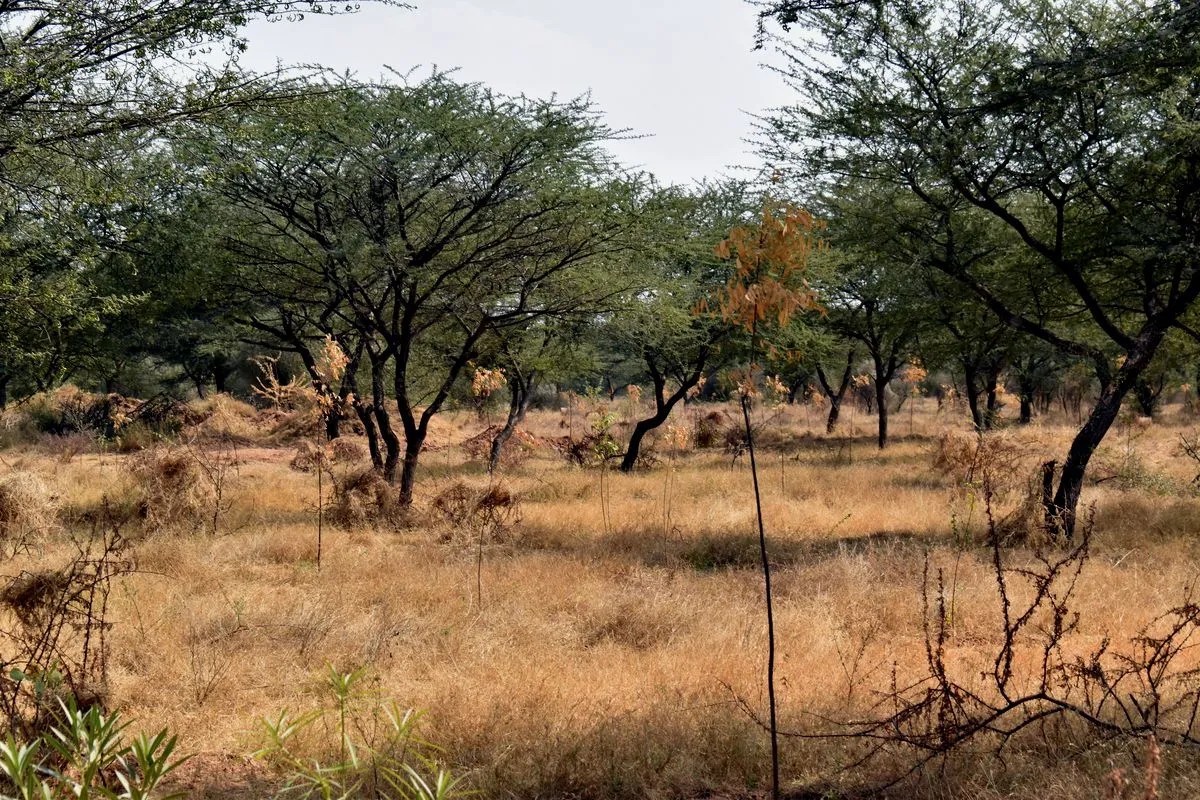 वन विभाग की फाइलों में हरियाली, धरातल पर सूखा