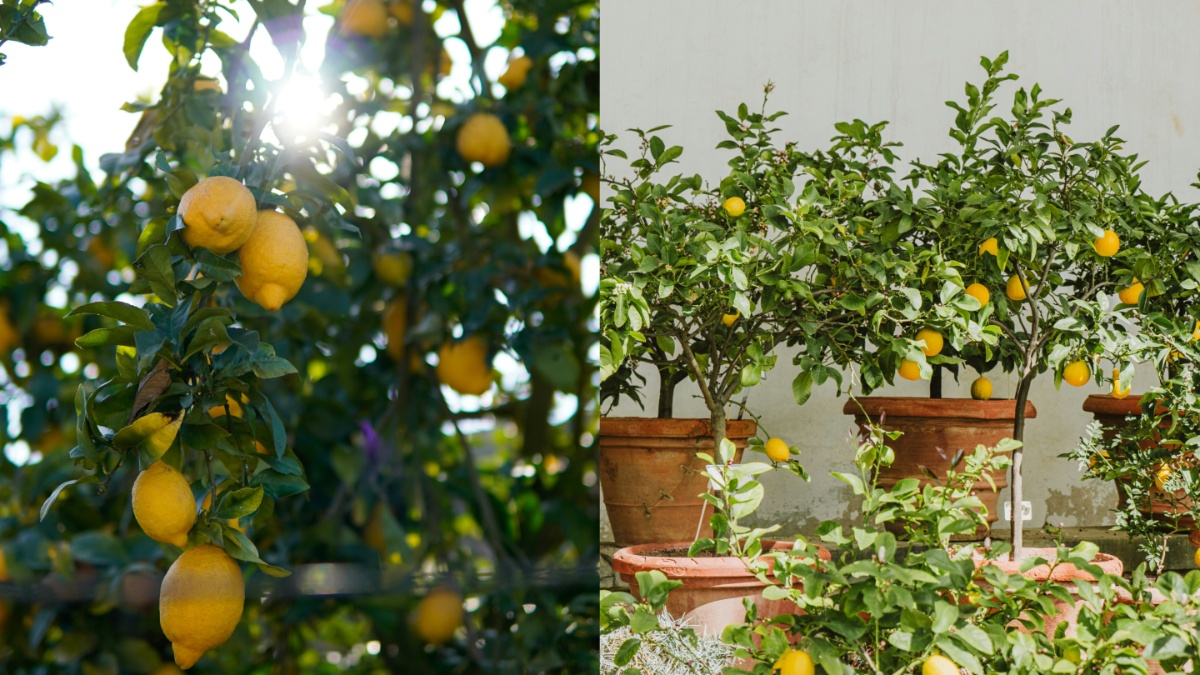 घर में कैसे उगाएं खट्टे मीठे नींबू, इस प्रोसेस को फॉलो करने से जल्दी आने लगेंगे फल