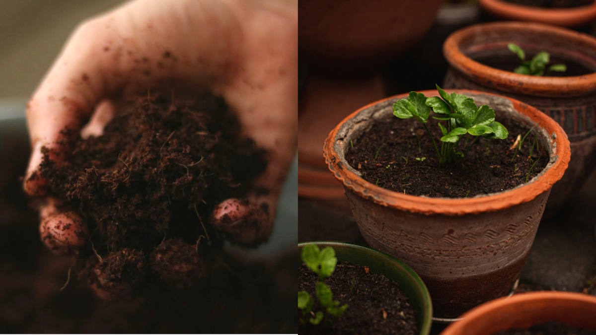 आपकी बालकनी के पौधे हमेशा रहेंगे हरे-भरे, बस मिट्टी में मिलाएं ये चीजें और देखें कमाल