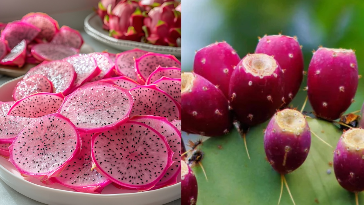 कैक्टस फ्रूट और ड्रैगन फ्रूट में क्या अंतर है? जानें दोनों के फायदे और कैसे करें पहचान