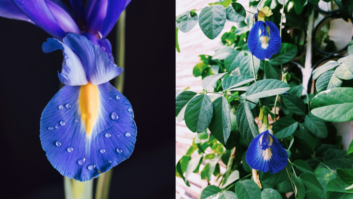 अपराजिता के फूलों की महक से भर जाएगा आपका घर, बस जान लें इसे अपनी बालकनी में कैसे उगाएँ?