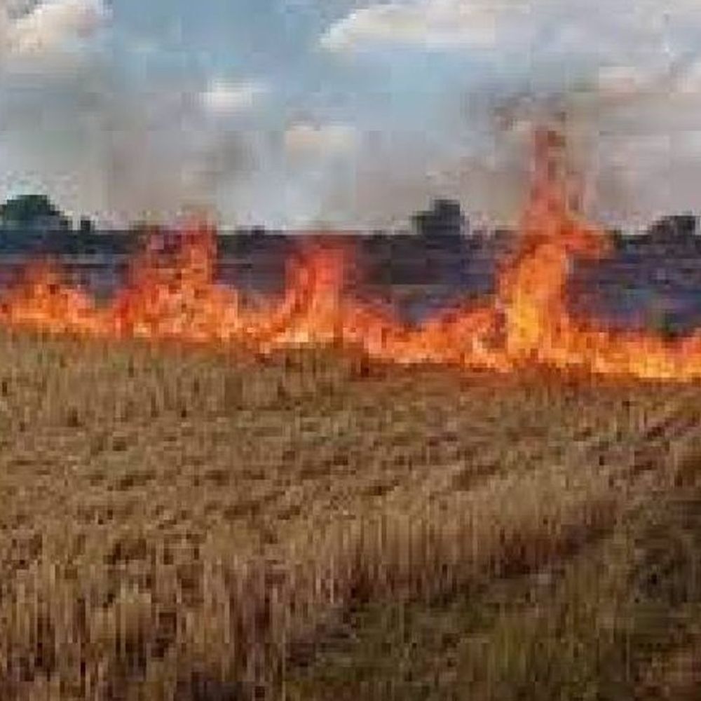 भोपाल में पराली जलाने पर रोक:एडीएम ने 3 महीने के लिए प्रतिबंध लगाया; उल्लंघन पर होगी FIR