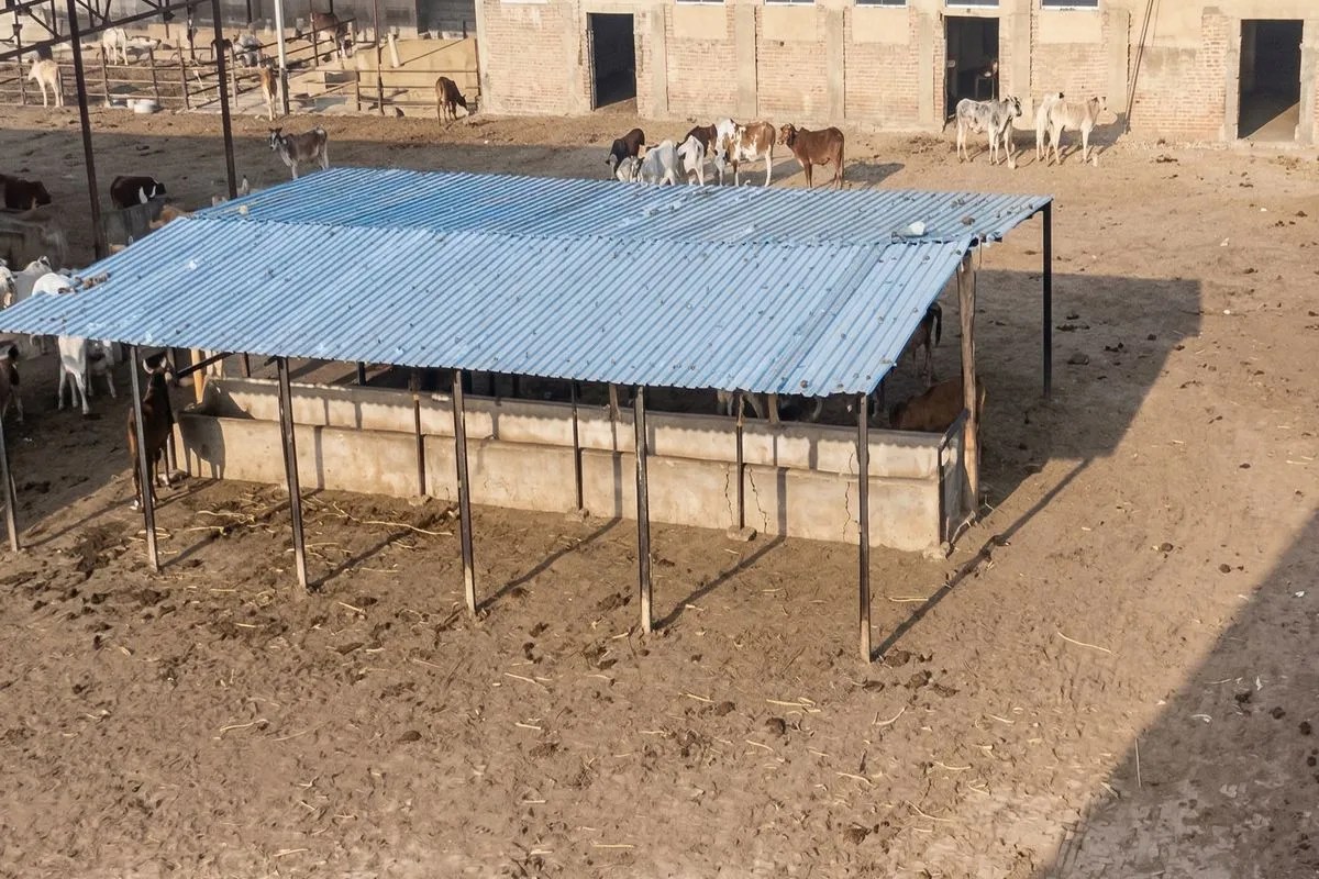 टेंपो में 4 दिन तक सड़ते रहे 4 मृत गोवंश, बदबू से लोगों का जीना मुहाल