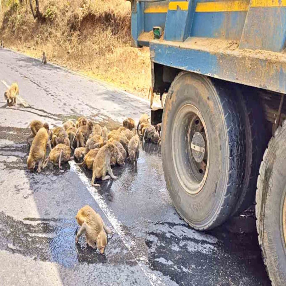 बूंद-बूंद को मोहताज बेजुबान…:37​ डिग्री तापमान में डंपर से सड़क पर टपकी बूंदों से प्यास बुझा रहे बंदर