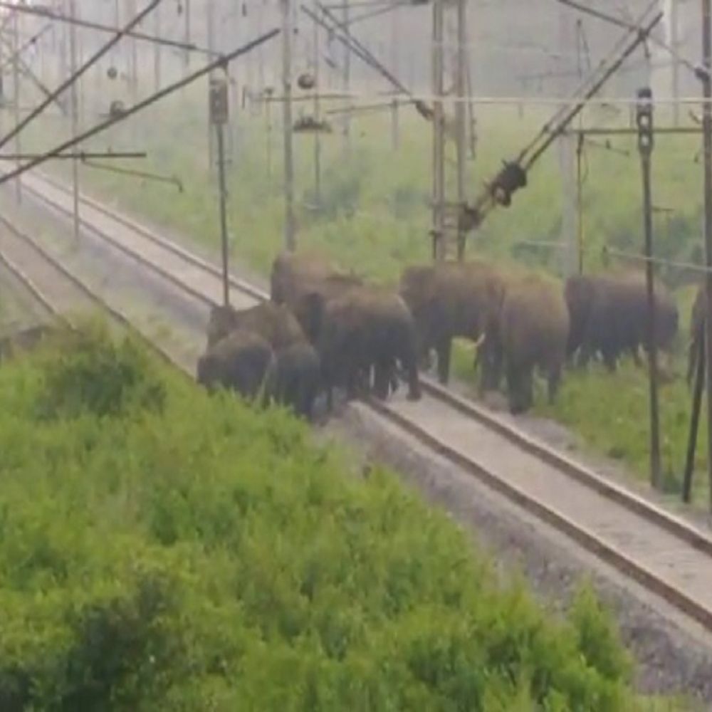 जंगली हाथियों का लोकेशन अब रीयल- टाइम में मिलेगा, कर्नाटक के 7 कुमकी हाथियों से होगी निगरानी