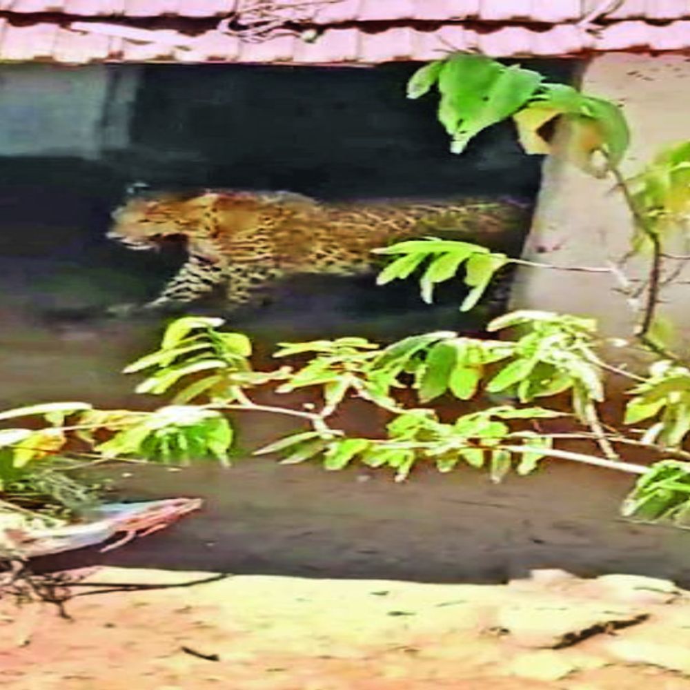 अमेरी में घर में घुसा तेंदुआ:सो रही वृद्धा के सिर और पीठ पर नाखून गड़ाए, लहूलुहान कर जंगल की ओर भागा