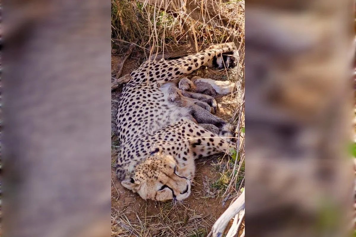 5 नए शावकों के जन्म से चीतों की संख्या 53, सरिस्का में भी टाइगरों ने छुआ अर्द्धशतक, मंत्री ने शेयर की तस्वीर 