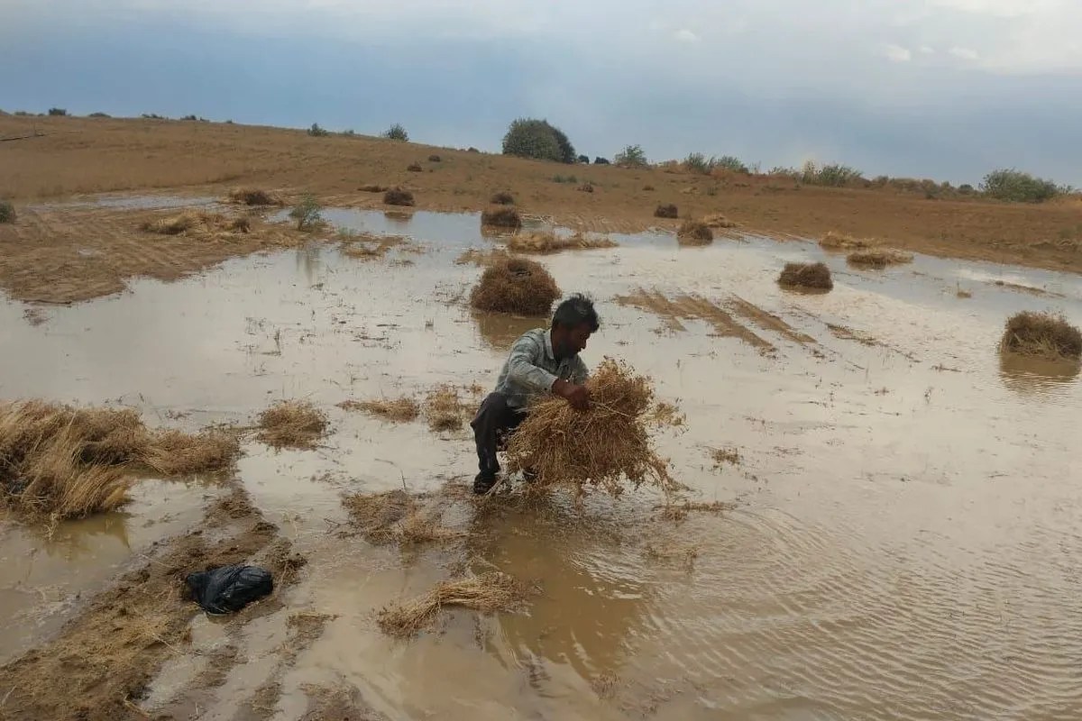 Video: नहरी क्षेत्र में बारिश से ईसबगोल व जीरे की फसलें चौपट