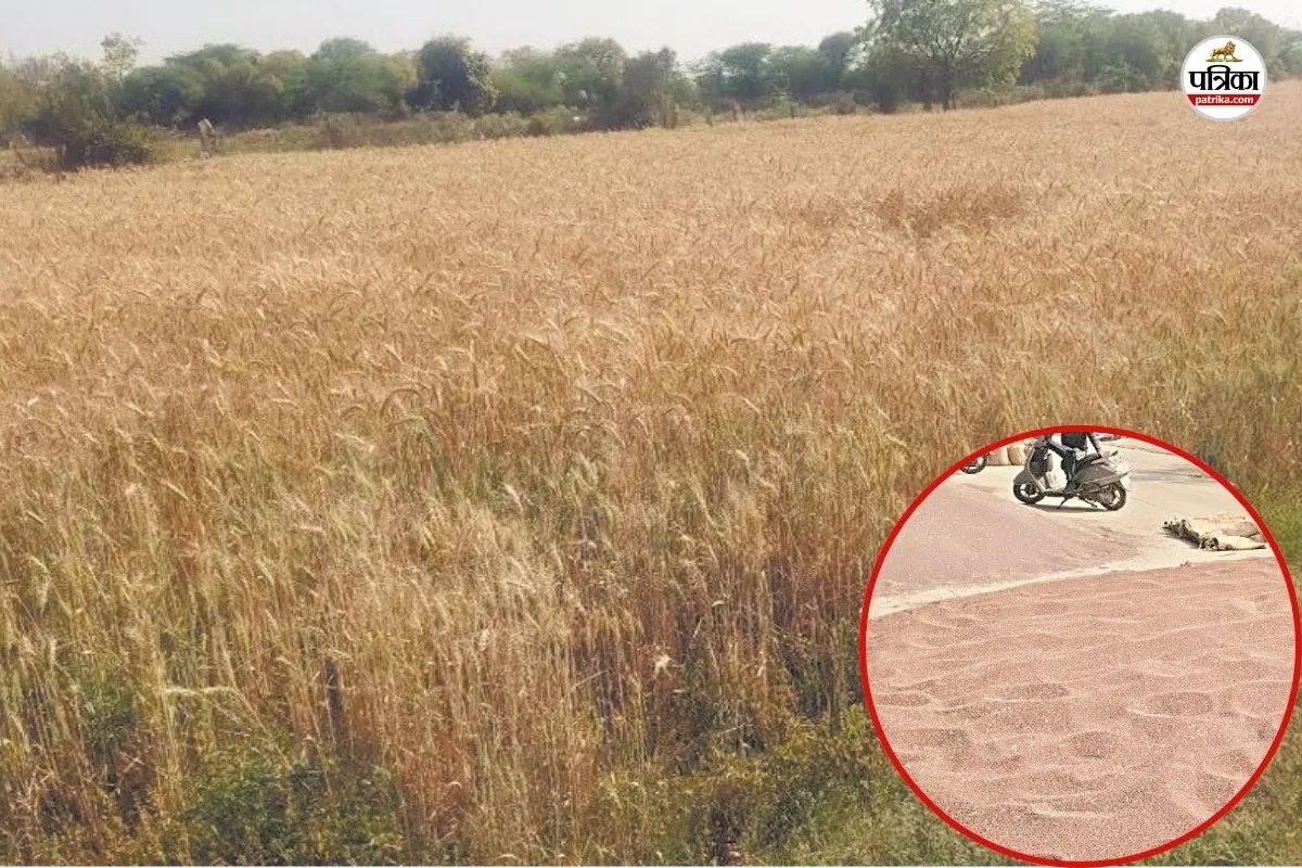 Rajasthan MSP System: जो फसल खेत में उसकी खरीद शुरू, सरसों तैयार फिर भी इंतजार; सरकारी खरीद सिस्टम पर उठ रहे सवाल