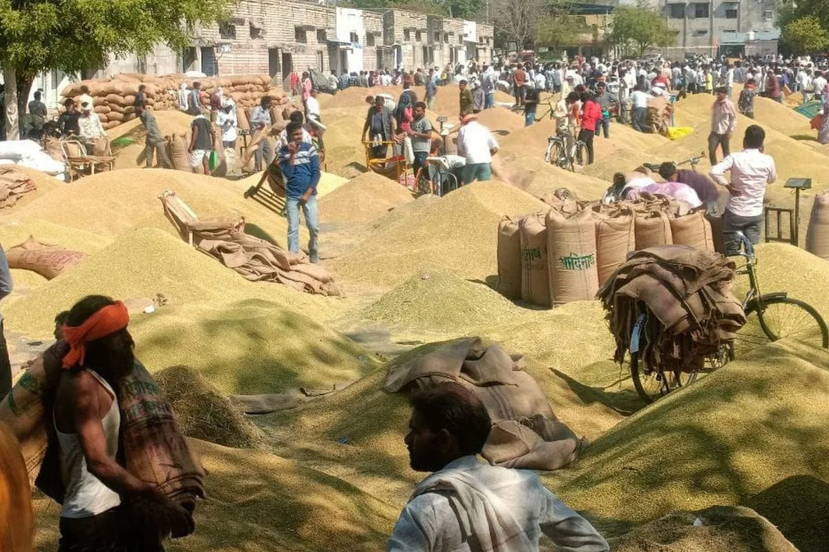 Dhaniya Mandi Bhav: राजस्थान की इस मंडी में धनिया की फिर बंपर आवक, हाउसफुल होने पर गेट बंद