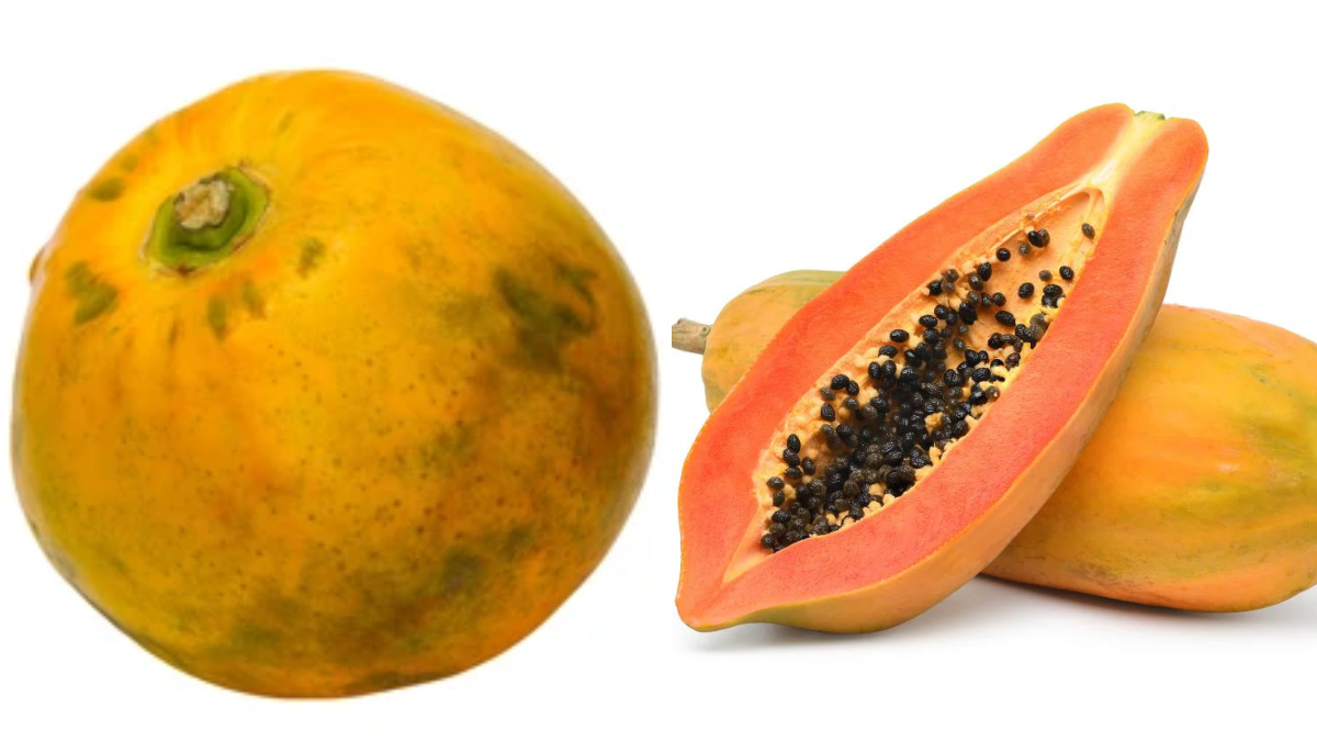 लंबा या गोल कौन से आकार का पपीता ज्यादा मीठा होता है, खरीदने से पहले जान लें ये काम के टिप्स