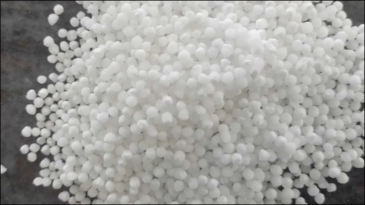 साबूदाना पेड़ पर उगता है या फैक्ट्री में बनता है, कैसे तैयार किया जाता है, ये जानकर दिमाग घूम जाएगा