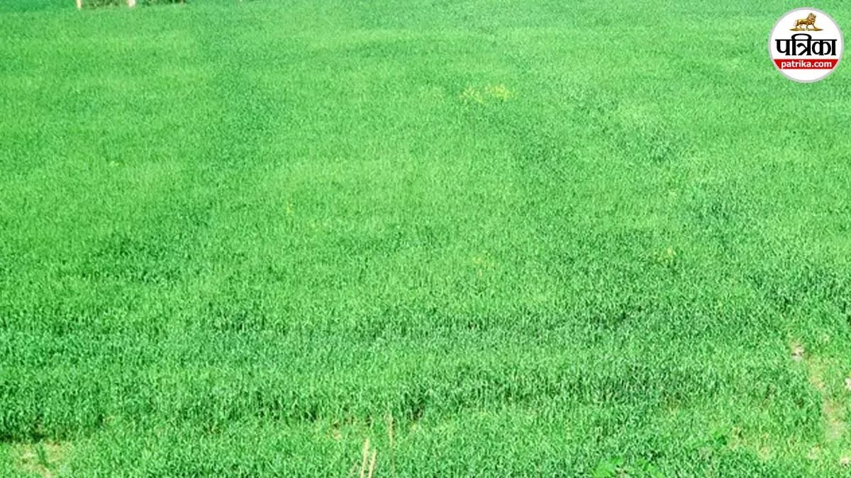 मार्च की तपिश से तपता संभल: 5 साल का रिकॉर्ड टूटा, गेहूं की बालियों पर बढ़ा संकट