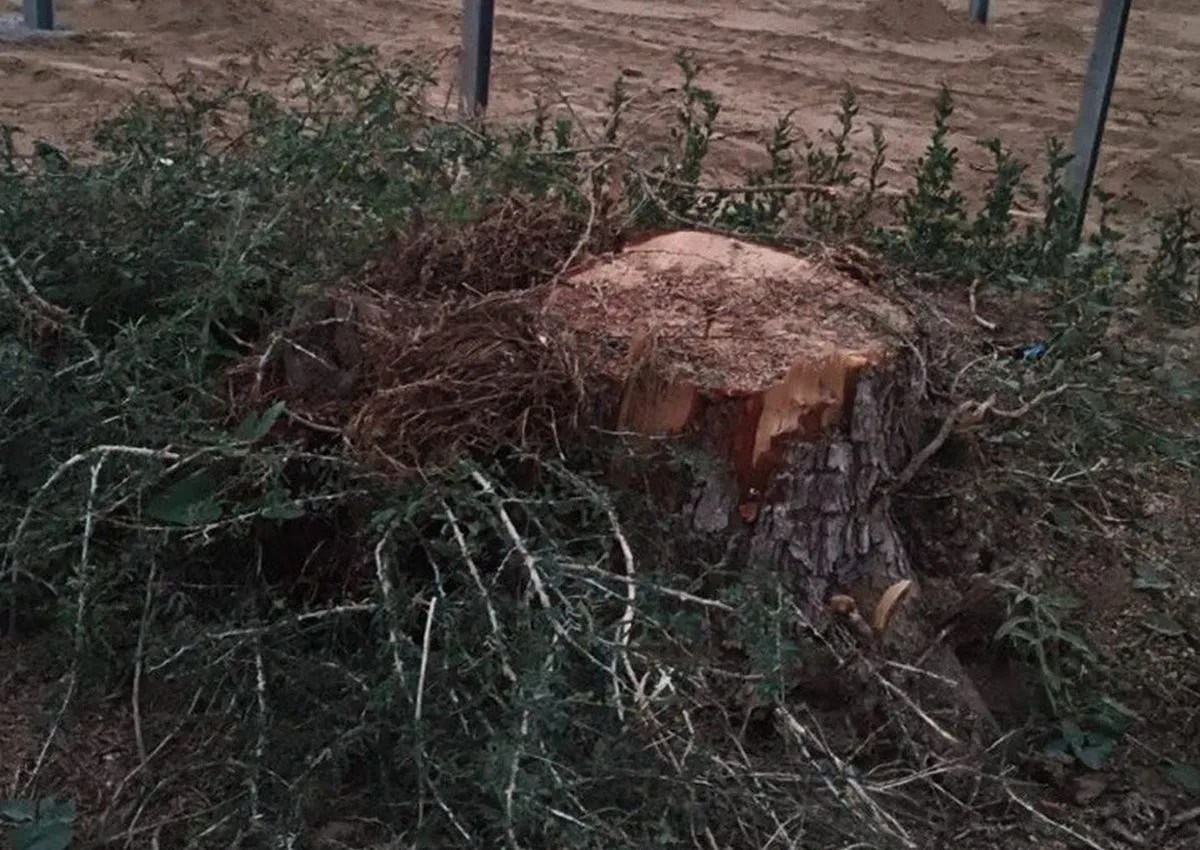 रात में थे यहां खेजड़ी के पेड़…सुबह बची ठूंठ, गांव वाले हुए हैरान, बीकानेर जिला मुख्यालय तक पहुंची खबर, आक्रोश