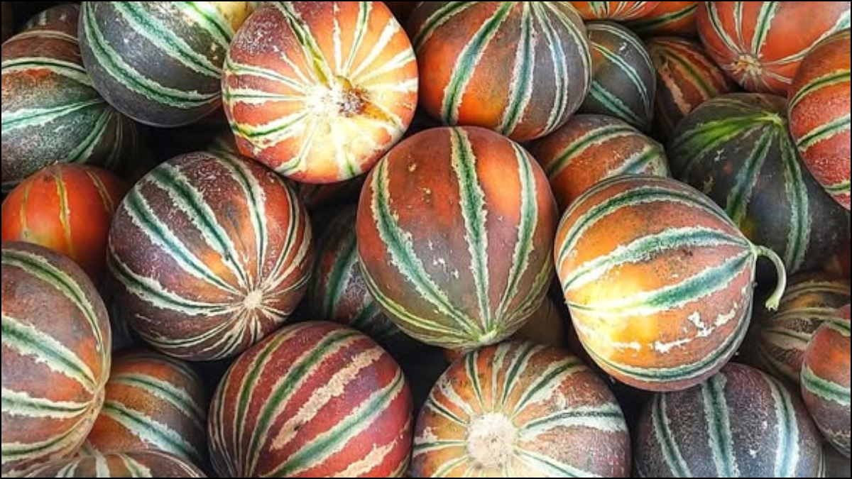 मीठे खरबूजे की पहचान कैसे करें, डंठल देखकर चल जाएगा पता, खरीदते वक्त इन टिप्स को फॉलो करें