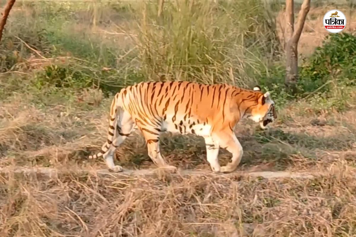 सवाई माधोपुर: जंगल से बाहर निकलकर गांव में आया बाघ, ग्रामीणों में मचा हड़कंप