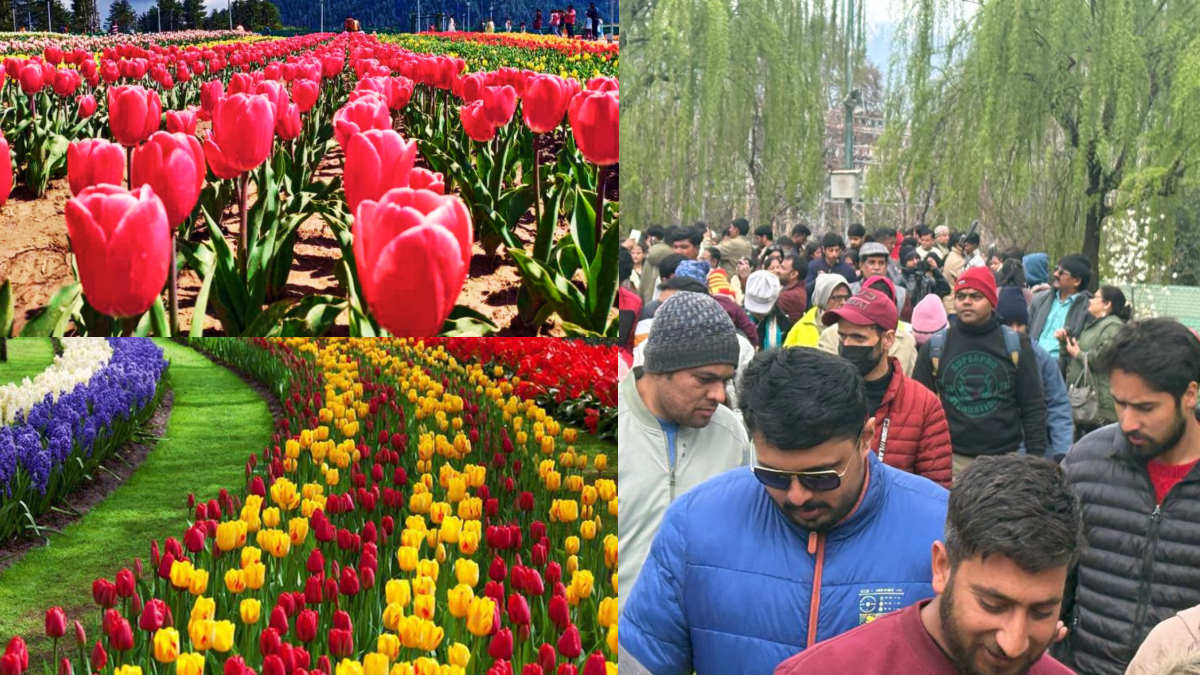 एशिया का सबसे बड़ा ट्यूलिप गार्डन खुला, जम्मू कश्मीर में सैलानियों की उमड़ी भीड़, 18 लाख से ज्यादा ट्यूलिप के फूल