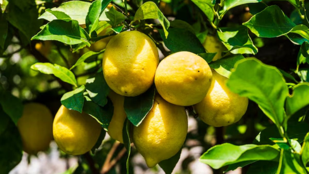 नींबू का पेड़ नहीं दे रहा फल, तो अपनाकर देखें ये टिप्स, Lemon से लद जाएंगे पेड़