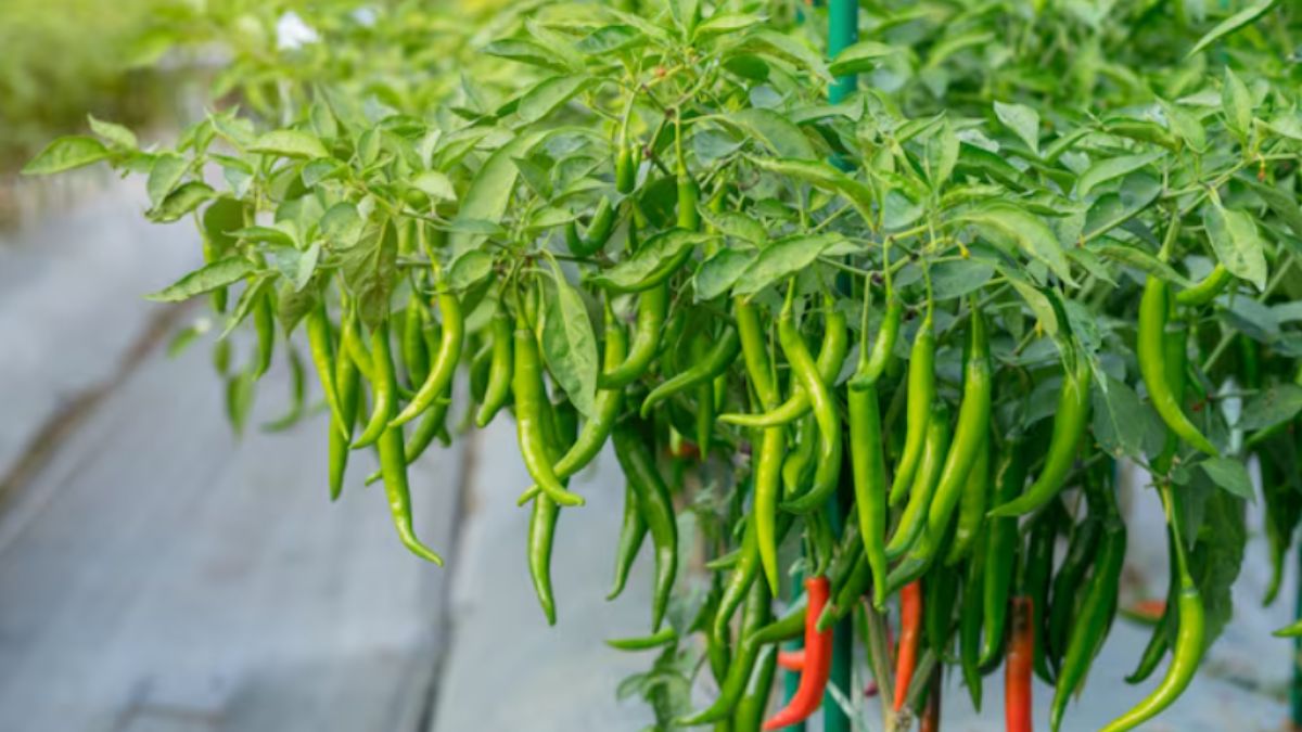 घर पर हरी मिर्च कैसे उगाएं? इस ट्रिक से गमले में भर भर कर निकलेंगे Green Chilli