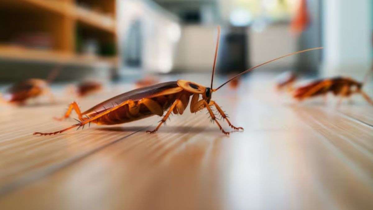 गर्मी आते ही कॉकरोचों ने नाक में कर दिया है दम, तो अपनाकर देखें ये घरेलू उपाय, एक भी Cockroach नहीं आएंगे नज़र