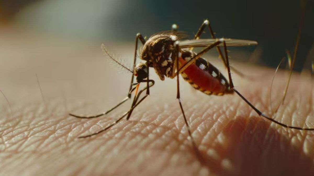 गर्मियां आते ही मच्छरों का बढ़ गया है आतंक, भगाने के लिए अपनाएं ये घरेलू नुस्खे, Mosquitoes का मिट जाएगा नामोनिशान