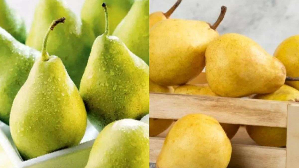 बाबूगोशा और नाशपाती में क्या अंतर होता है? जान लें एक जैसे दिखने वाले इस फल के बीच का फर्क