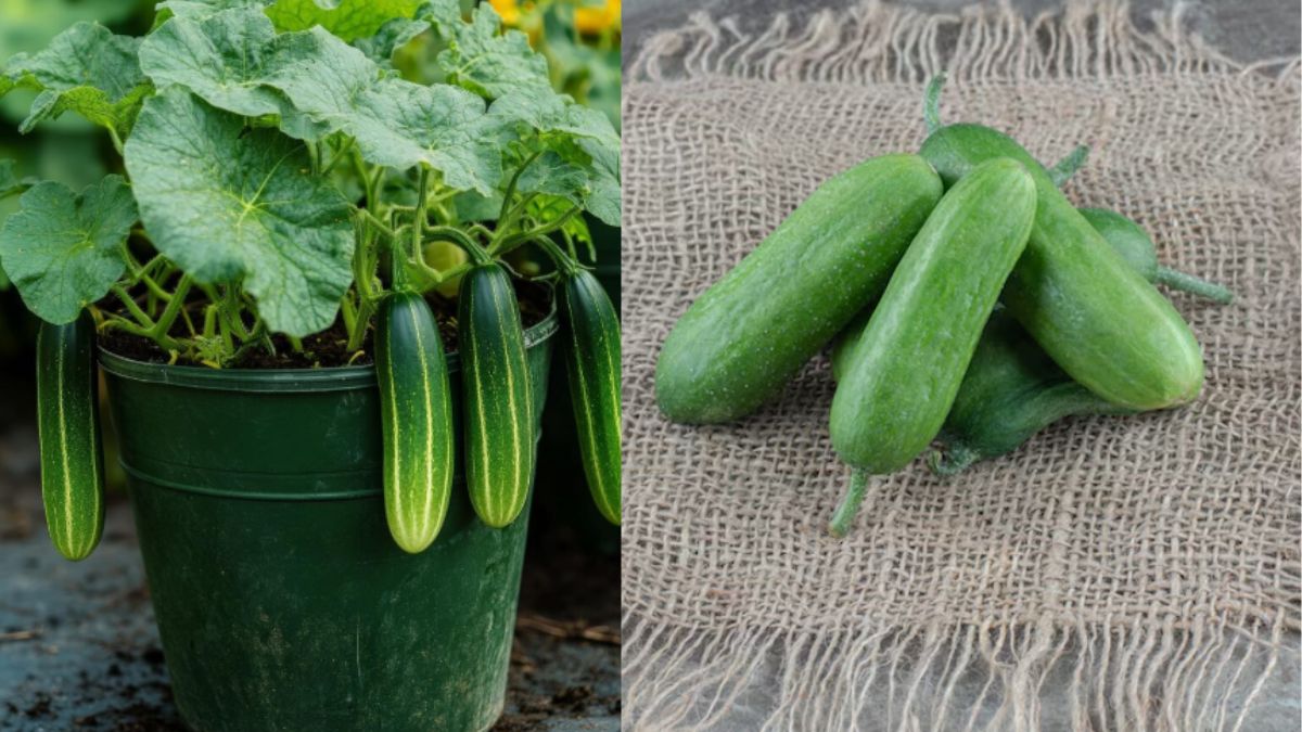 खाली पड़े गमले में उगाएं खीरा, बस फॉलो करें ये आसान स्टेप्स, नहीं होगी मार्केट में पैसे खर्च करने की जरूरत